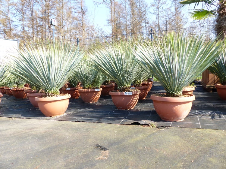 Mehrere Yucca rostrata Palmlilien in großen Kunststofftöpfen auf einer Außenverkaufsfläche im Gartenmarkt.