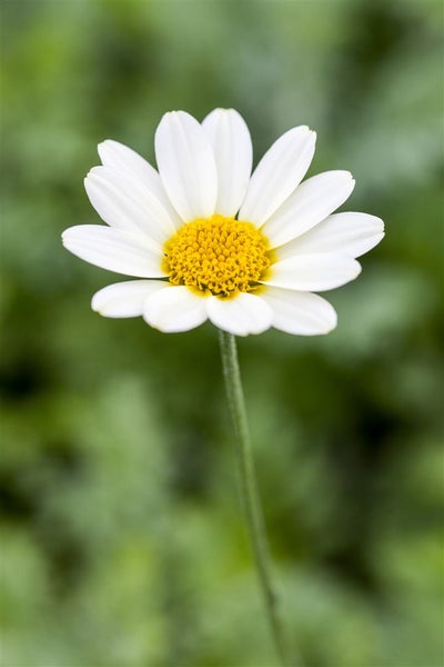 Anthemis tinctoria 'Sauce Hollandaise', Färberkamille, cremeweiß, ca. 9x9 cm Topf