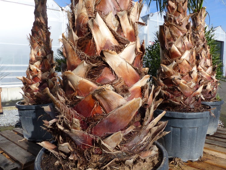 Nahaufnahme von Palmenstämmen mit faseriger brauner Rinde in großen grauen Kunststofftöpfen auf einer Holzpalette.