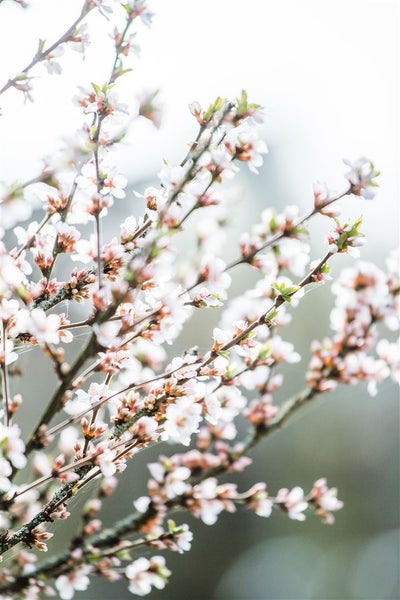Prunus tomentosa, Nanking-Kirsche, 60–100 cm, winterhart