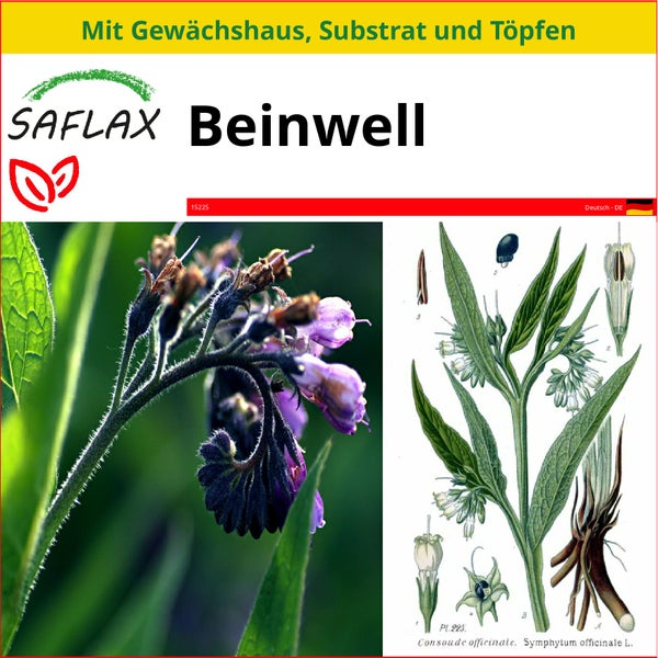 SAFLAX Anzucht Set - Beinwell - Symphytum officinale - 15 Samen - Mit Mini-Gewächshaus, Anzuchtsubstrat und 2 Töpfen