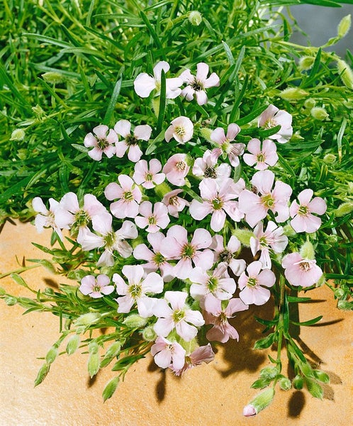 Saponaria x olivana, Seifenkraut, rosa Blüten, ca. 9x9 cm Topf