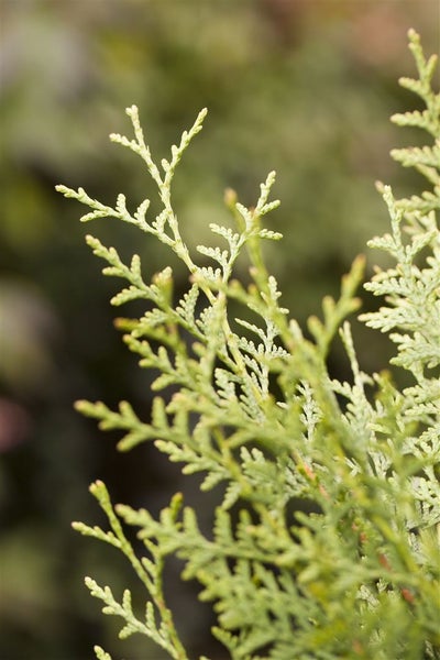 Thuja occidentalis 'Brabant', Lebensbaum, 175–200 cm