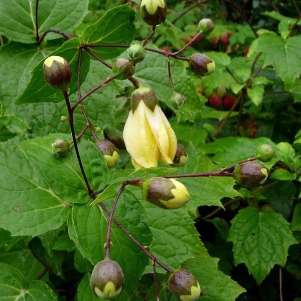 Blühende Strauchglocken Pflanzen mit grünen Blättern im Garten
