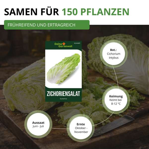 Deine Gartenwelt Zichoriensalat Zuckerhut Samen für 150 Pflanzen. Aussaat Juni bis Juli, Ernte Oktober bis November, Keimung bei 8 bis 12 Grad.