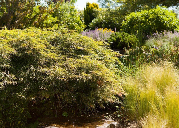 Acer palmatum 'Dissectum', Japanischer Ahorn, filigran, 30–40 cm