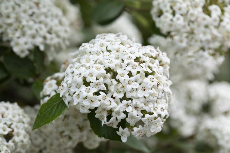 Viburnum burkwoodii, Duft-Schneeball, immergrün, 60–80 cm