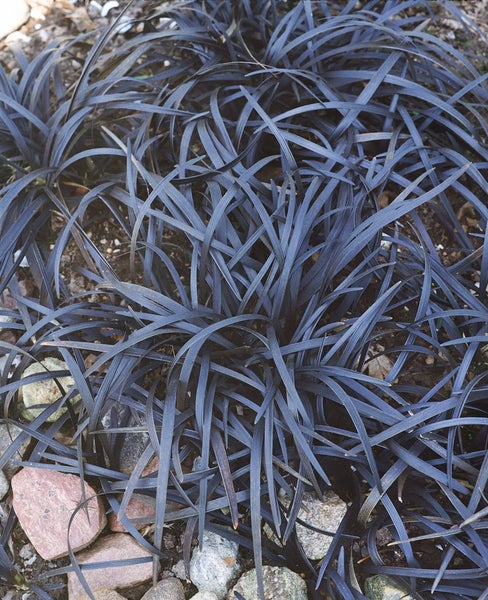 Ophiopogon planiscapus 'Nigrescens', Schlangenbart, schwarz, ca. 9x9 cm Topf
