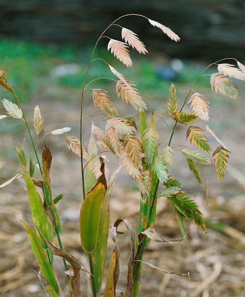 Nahaufnahme von Ziergras im Garten