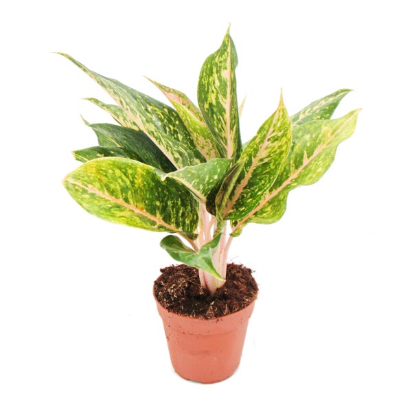 Buntblättriger Kolbenfaden - Set aus 3 versch. Deluxe Pflanzen - Aglaonema 12cm