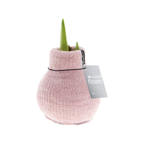 Bloomique - Amaryllis-Zwiebel in Wachs - gemütliches Rosa - Blumenzwiebel - keine Wasserblumen - Weihnachtsdekoration - 15-25 cm hoch bei Lieferung - wird bis zu 40-60 cm groß - 10 cm Durchmesser