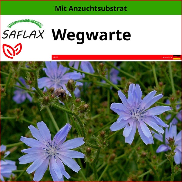 SAFLAX  - Wegwarte - Cichorium intybus - 250 Samen - Mit keimfreiem Anzuchtsubstrat