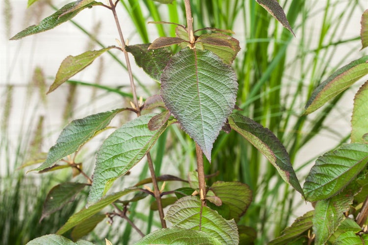 Callicarpa bodinieri 'Profusion', Schönfrucht, violette Beeren, 100–125 cm