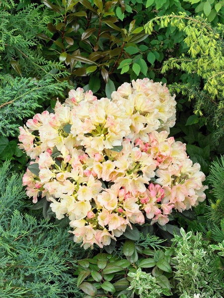 Rhododendron yakushimanum 'Percy Wiseman', rosa-weiß, 30–40 cm