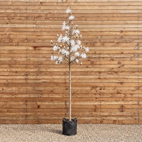 Sternmagnolie als Hochstamm in einem Pflanzsack vor einer Holzwand