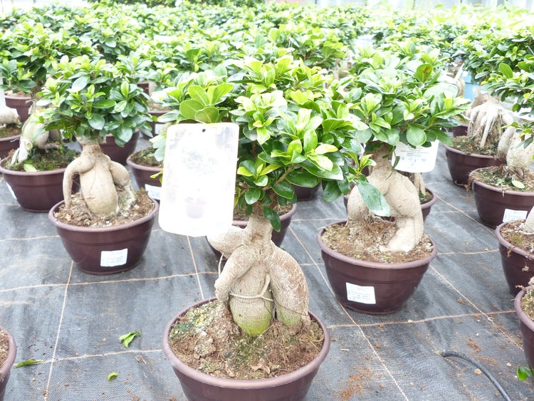 Ficus Ginseng Bonsai 43 - 45 cm Feng Shui Zimmerpflanze in Bonsaischale