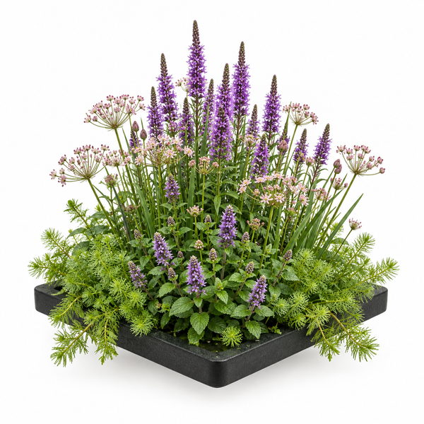 Bepflanzte quadratische Pflanzschale mit violettem Ehrenpreis und filigranen Zierpflanzen für den Außenbereich