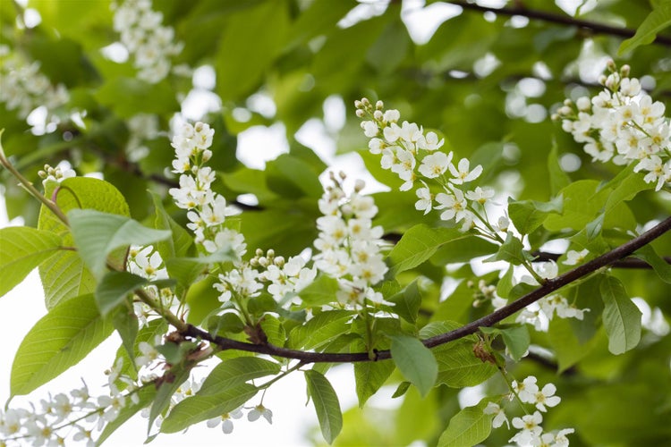 Prunus padus, Traubenkirsche, 60–100 cm, duftend