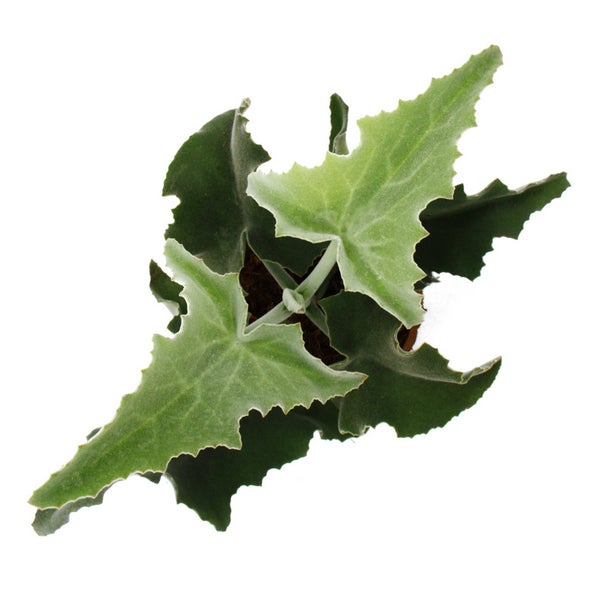 Aussaatpflanze mit gezackten Blättern in einem Topf