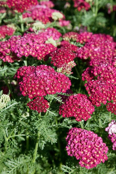 Achillea millefolium 'Paprika', Schafgarbe, rot, ca. 9x9 cm Topf