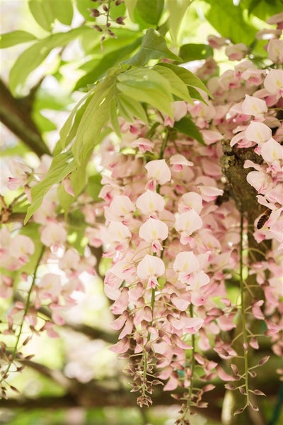 Blühende Glyzinie mit zarten Blüten und grünen Blättern.