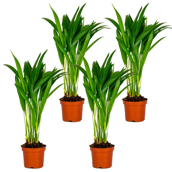 4x Dypsis Lutescens - Goldpalme - Zimmerpflanze - Pflegefreundlich – ⌀10,5 cm - ↕25-30 cm