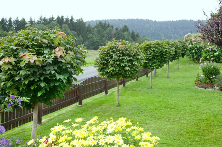 Gartenlandschaft mit einer Reihe von kugelförmig geschnittenen Ahornbäumen entlang eines Holzzauns und Blumenbeeten im Vordergrund.