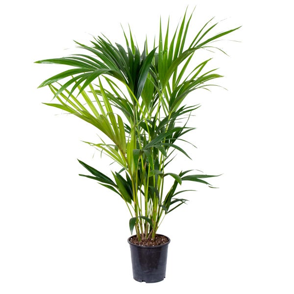 Howea Forsteriana - Kentia-Palme - Zimmerpflanze - Desodorierend – ⌀19 cm – ↕90-100 cm