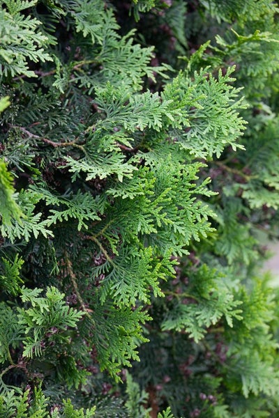 Thuja plicata 'Excelsa', Riesen-Lebensbaum, 60–80 cm