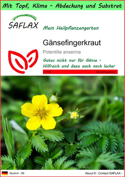 SAFLAX Garden to go - Gänsefingerkraut - Potentilla anserina - 20 Samen - Mit Topf, Klima - Deckel und Anzuchtsubstrat