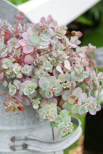 Sedum cauticola 'Lidakense', Fetthenne, rosa Blüten, ca. 9x9 cm Topf