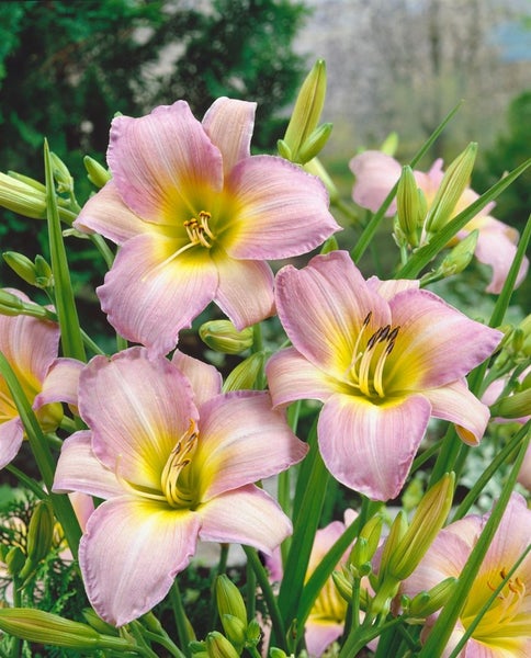 Hemerocallis x cult. 'Luxury Lace', Taglilie, rosa, ca. 9x9 cm Topf