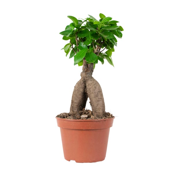 Ficus microcarpa 'Ginseng' – Bonsai – Zimmerpflanze – ⌀15 cm - ↕25-35 cm