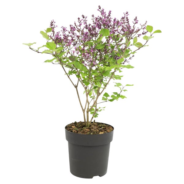 Syringa 'Bloomerang Dark Purple' - Flieder - Strauch - Winterherz – ⌀13 cm - ↕15-20 cm