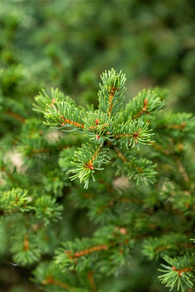 Kissen mit Blättermuster