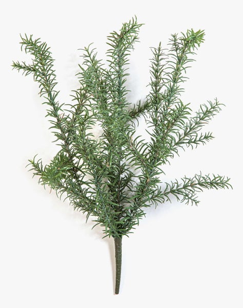 Nahaufnahme der Zimmerpflanze Dracaena fragrans Compacta mit dichtem, glänzendem Blattwerk.