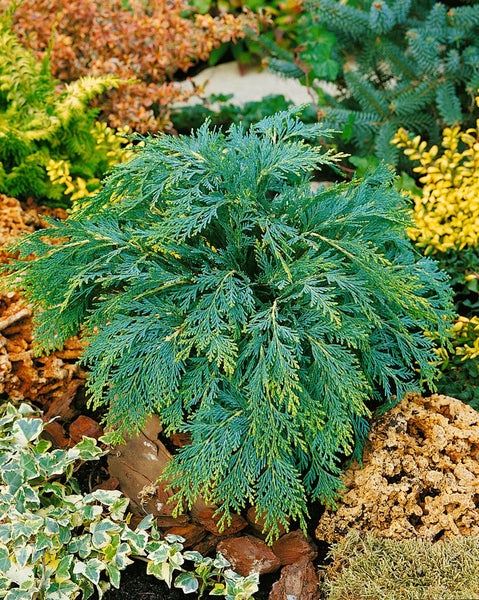Chamaecyparis lawsoniana 'Sunkist', Gelbe Scheinzypresse, 25–30 cm