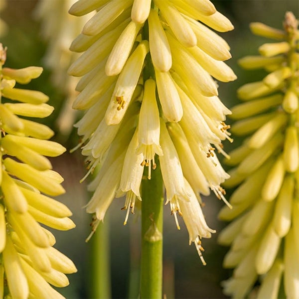 Nahaufnahme einer gelben Fackellilie Kniphofia mit vielen röhrenförmigen Einzelblüten an einem aufrechten Blütenstand.