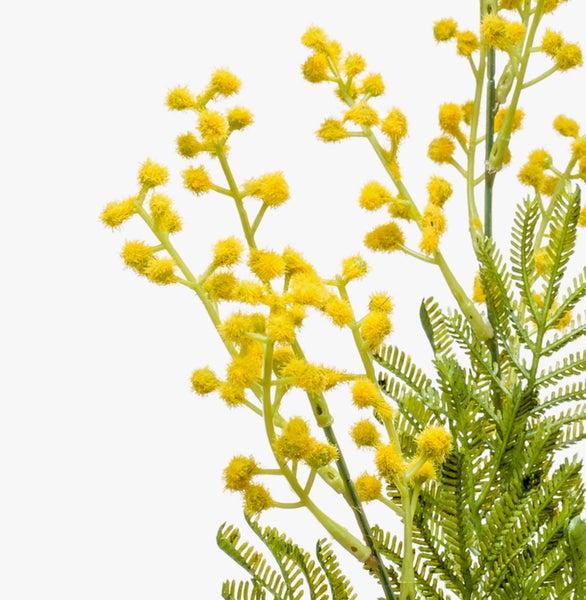 Künstlicher Mimosenzweig mit gelben Blüten und grünen Blättern