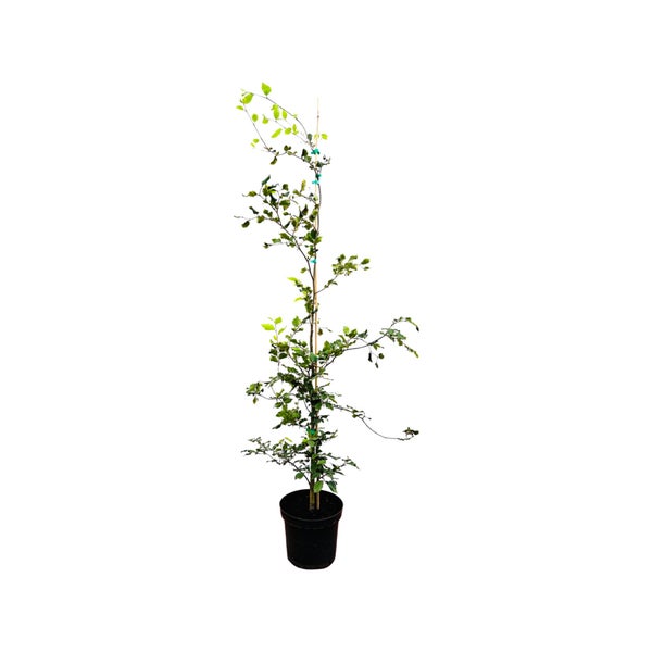Fagus sylvatica, Rotbuche, 125–150 cm