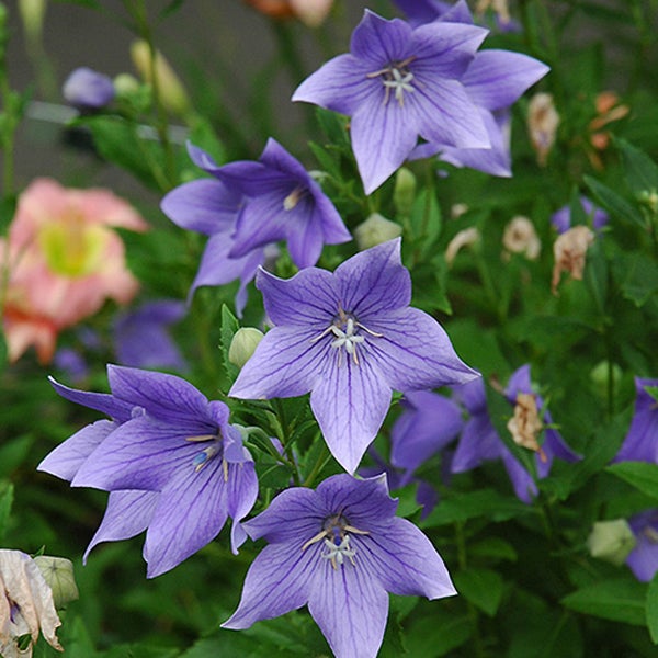 Glockenblumen im Gartenbeet