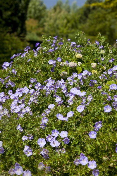 Geranium wallichianum 'Rozanne' -R-, Storchschnabel, blauviolett, ca. 11x11 cm Topf