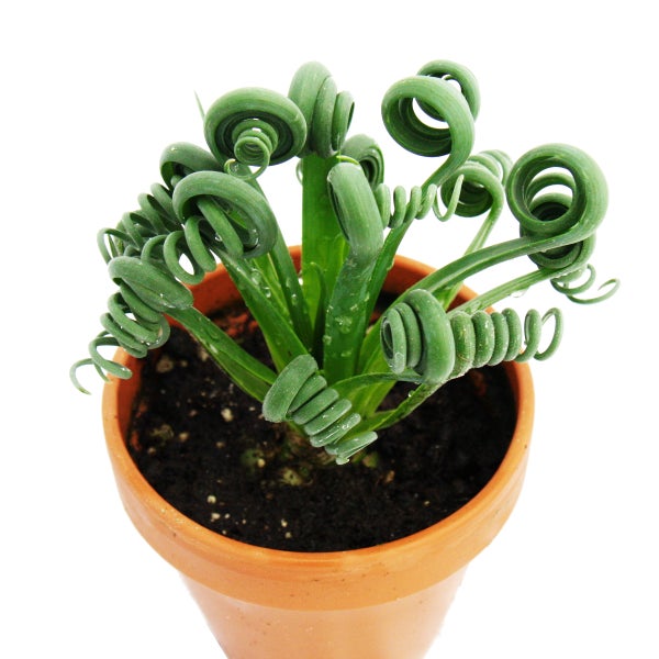 Albuca spiralis Frizzle Sizzle - Ausgefallenes Zwiebelgewächs