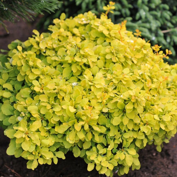 Goldberberitze als Zierstrauch im Garten