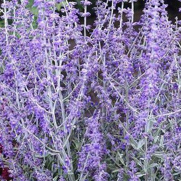 Russischer Salbei Pflanze mit violetten Blüten
