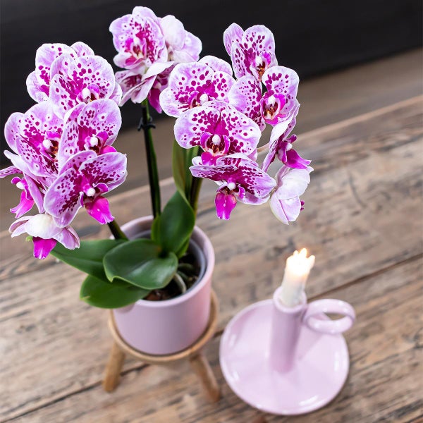 Kolibri Orchids COMBI DEAL von 2 rosa lila Phalaenopsis Orchideen El Salvador Topfgröße 9cm blühende Zimmerpflanze frisch vom Züchter