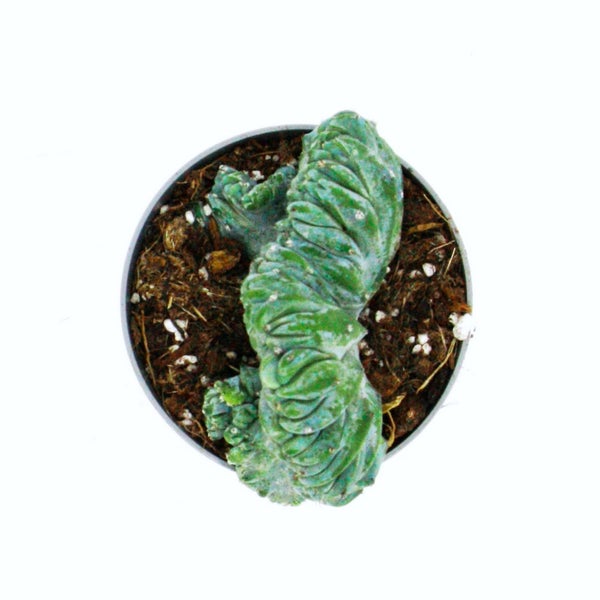 Heidelbeer-Kaktus Kammform Myrtillocactus geometrizans cristata außergewöhnlicher Kaktus 6,5cm Topf