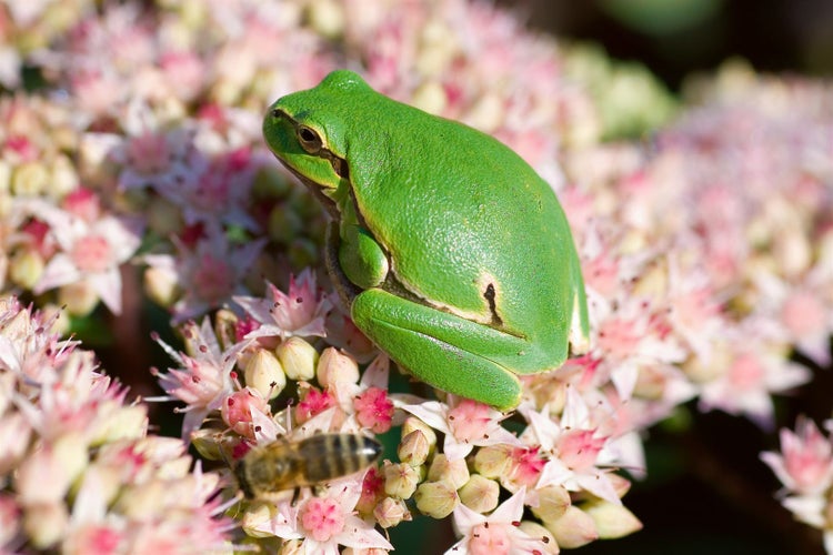 Grüner Laubfrosch auf einer Fetthenne mit einer Biene