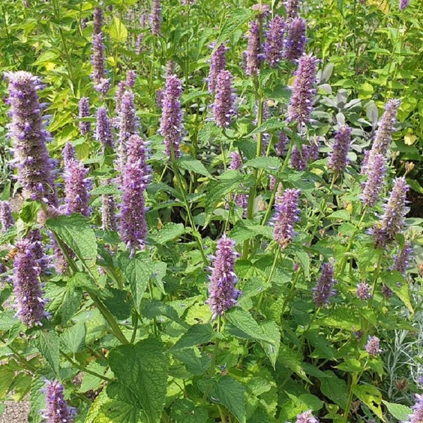 Agastache-Pflanzen mit grünem Laub und violetten Blütenähren