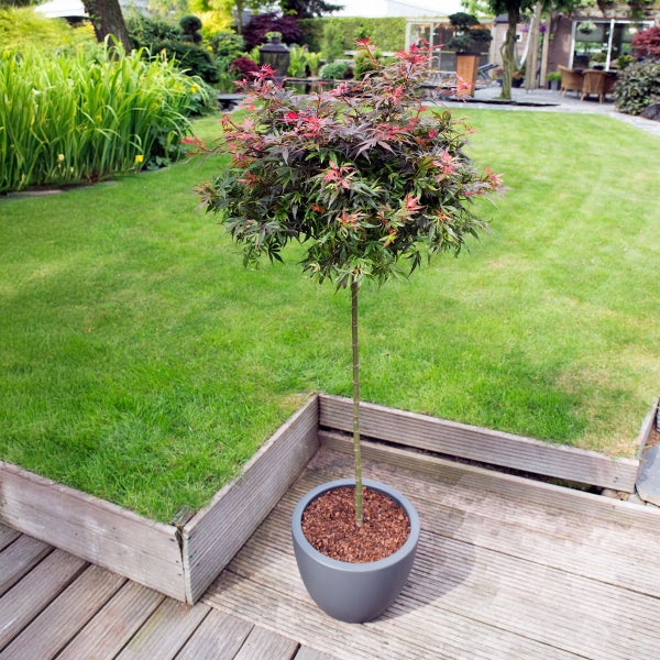 Bloomique - 2er Set - Acer palmatum shaina - Fächerahorn auf Stamm - Gartenpflanzen - Baum - winterhart - 80-100cm hoch - Topf 19cm